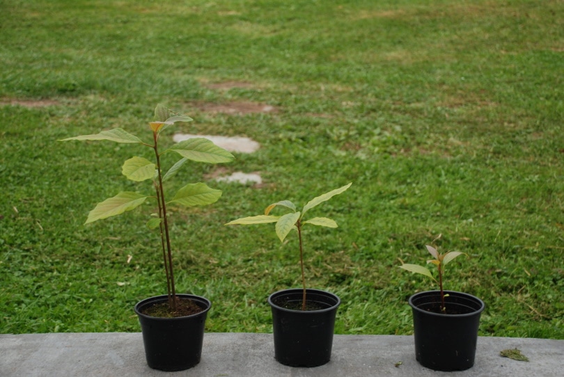 avocado plants in pots