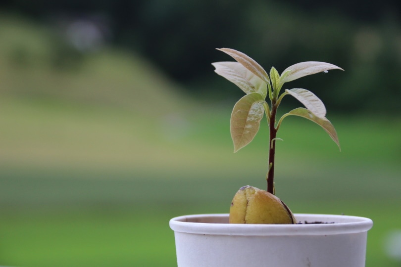 avocado sprout in pot