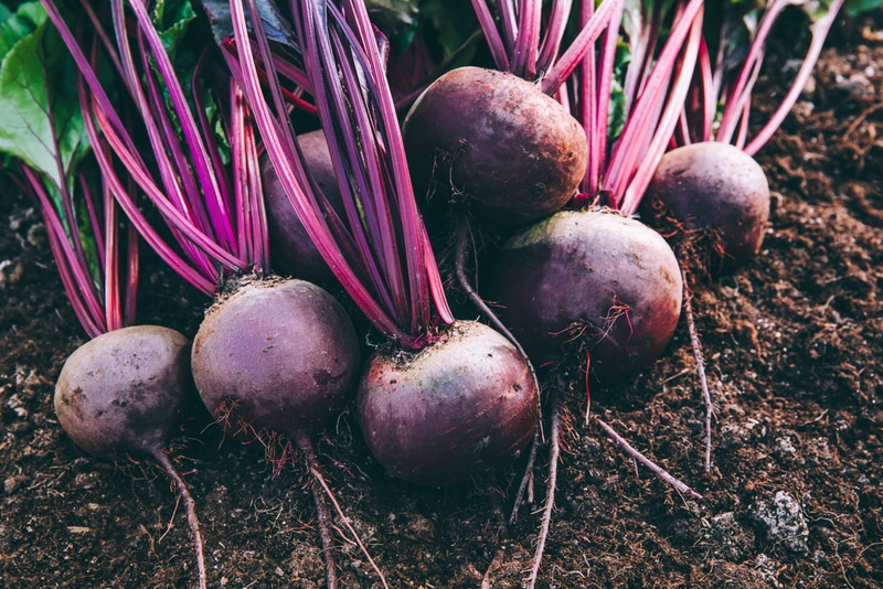 beets