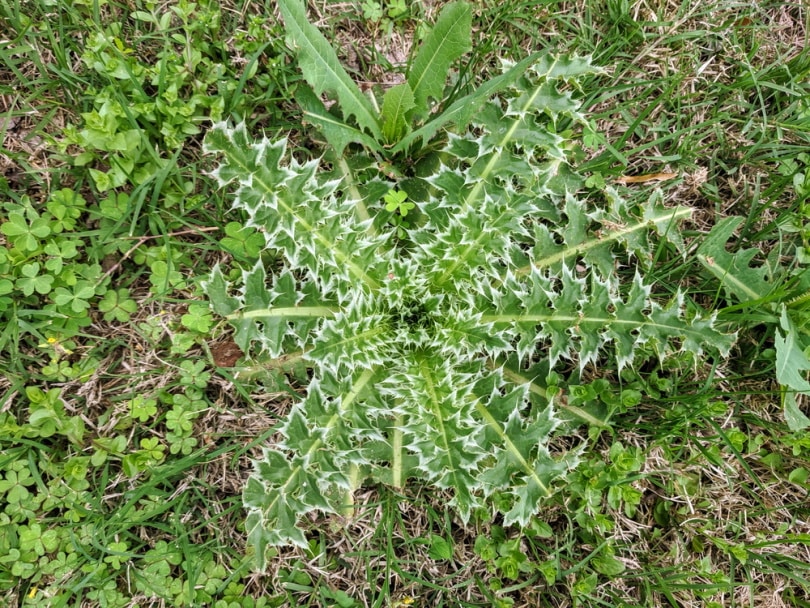 biennial weeds