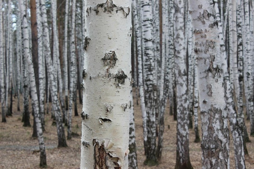 birch tree