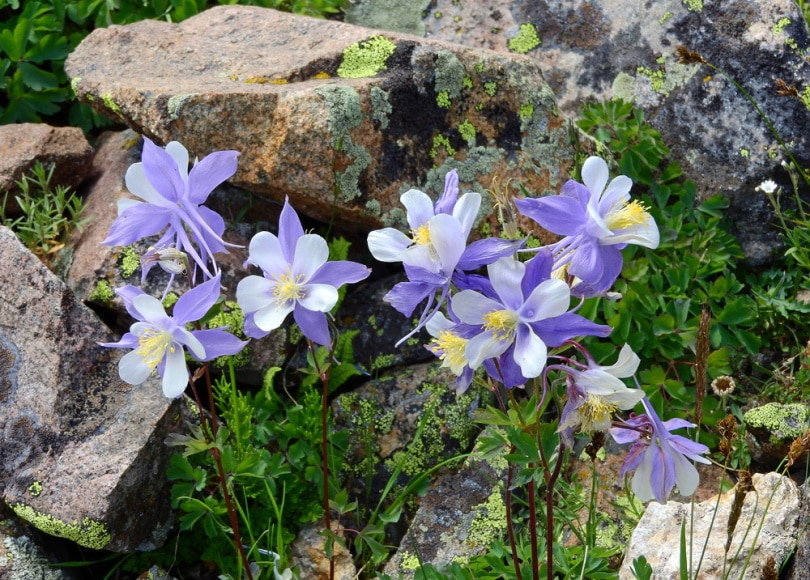 blue calumbine flowers in the wild