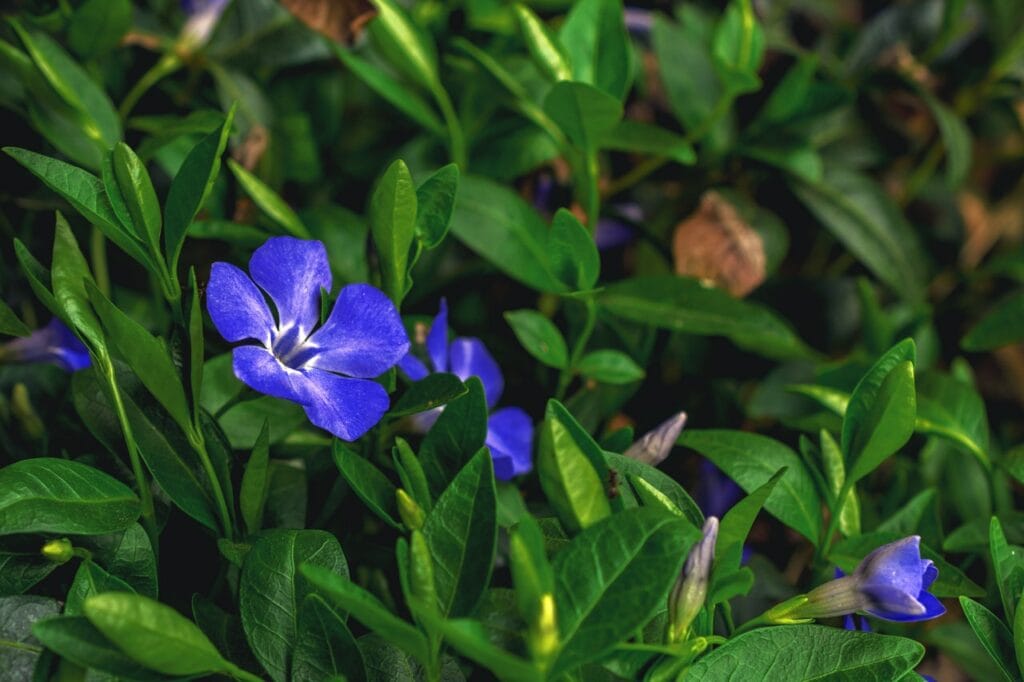blue flower in shade
