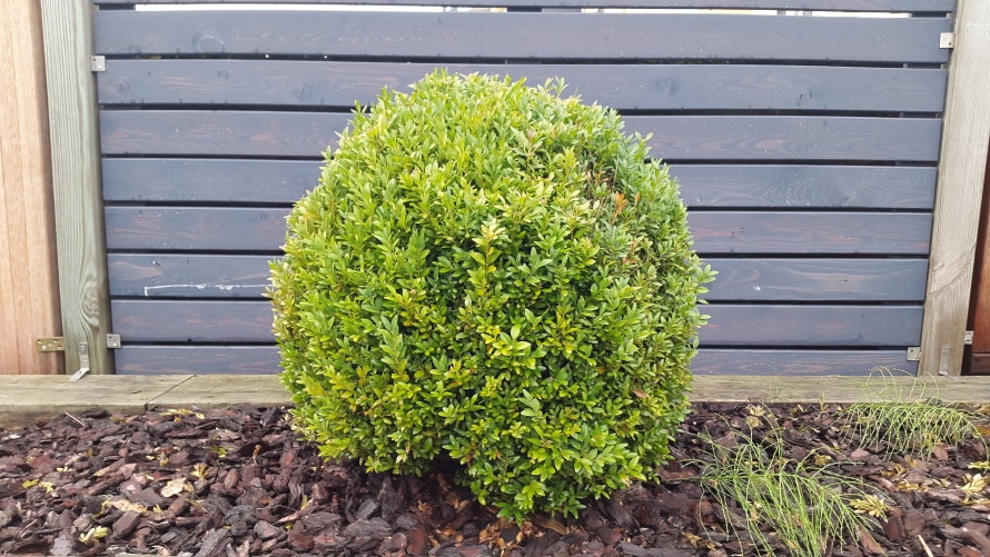 boxwood plant