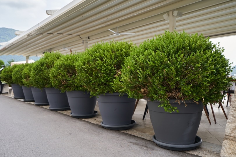 boxwwod plants in pots