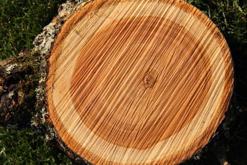 cherry wood