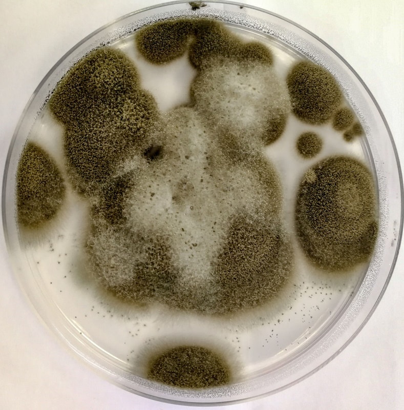 cladosporium mold