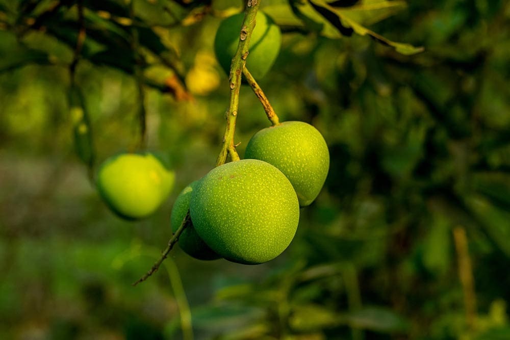 Bombay green mango tree_Sojibul_Shutterstock