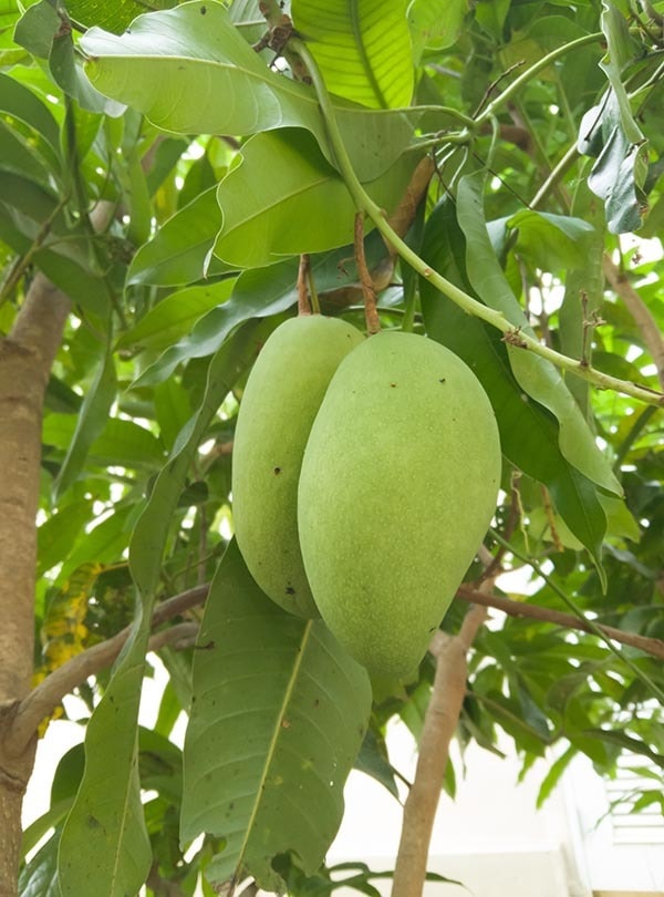 Chok anan mango tree_Poyaiai_Shutterstock
