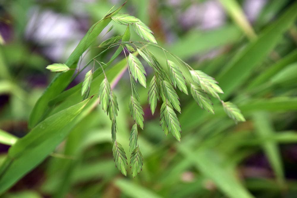 Northern Sea Oats_Martina Simonazzi_Shutterstock