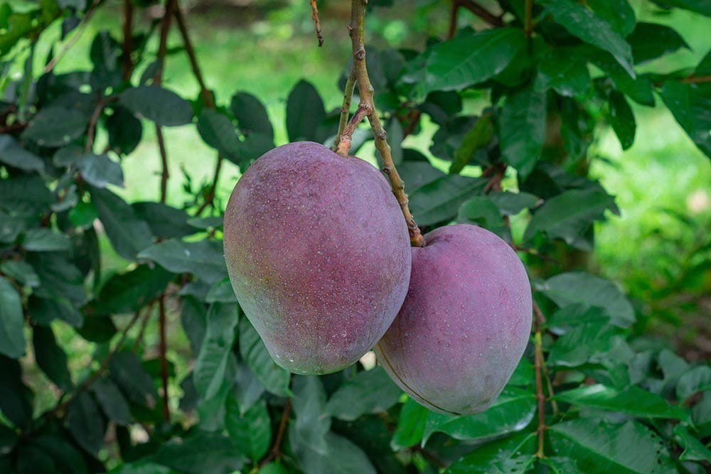 close up Tommy Atkins Mango Tree_Jhon Gracia_Shutterstock