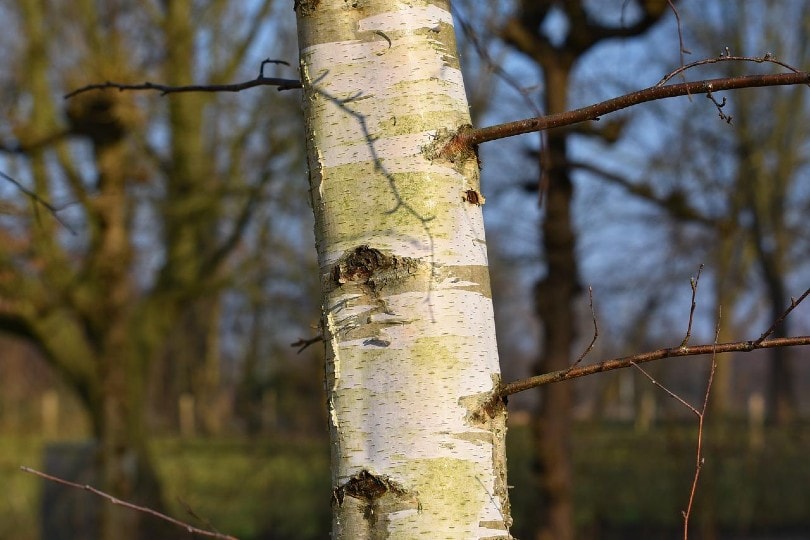 close up of a paper birch tree