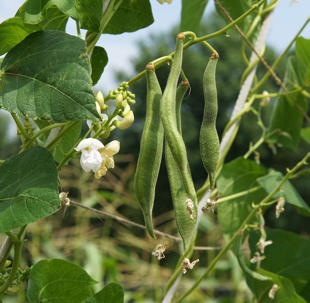 close up runner green bean plant