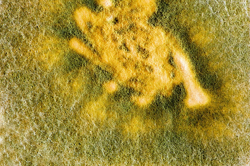 close up surface of trichoderma mold
