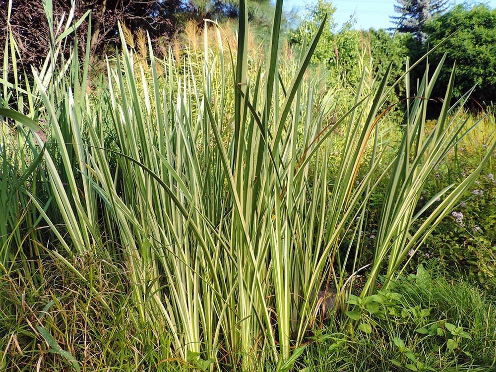 Sweet Flag Ornamental Grass_Victoria Tucholka_Shutterstock