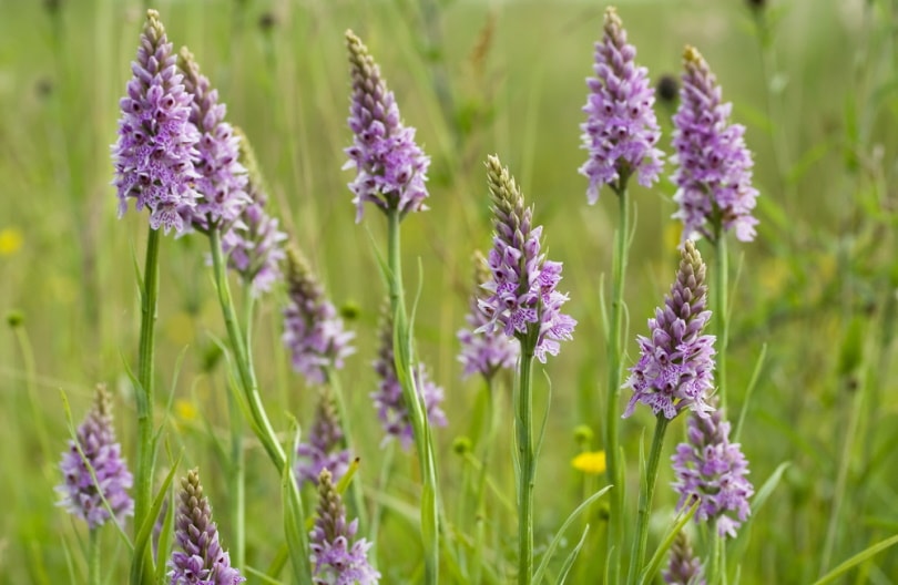 common spotted orchid