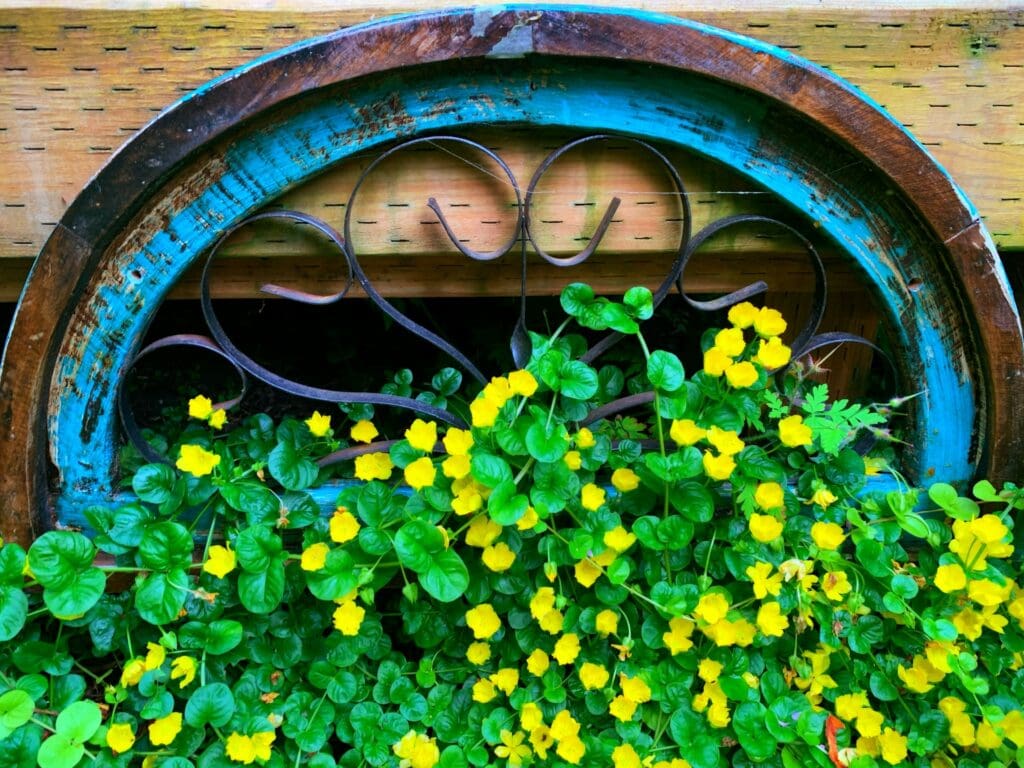 creeping jenny