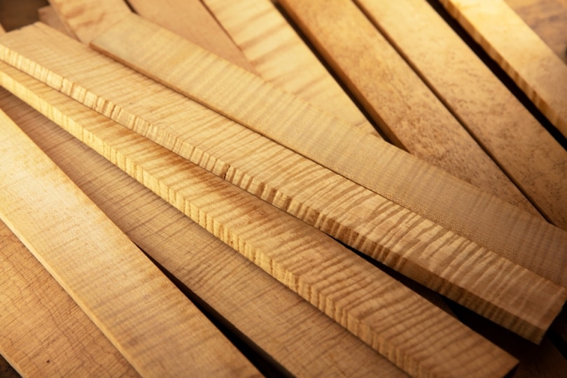 curly maple woods