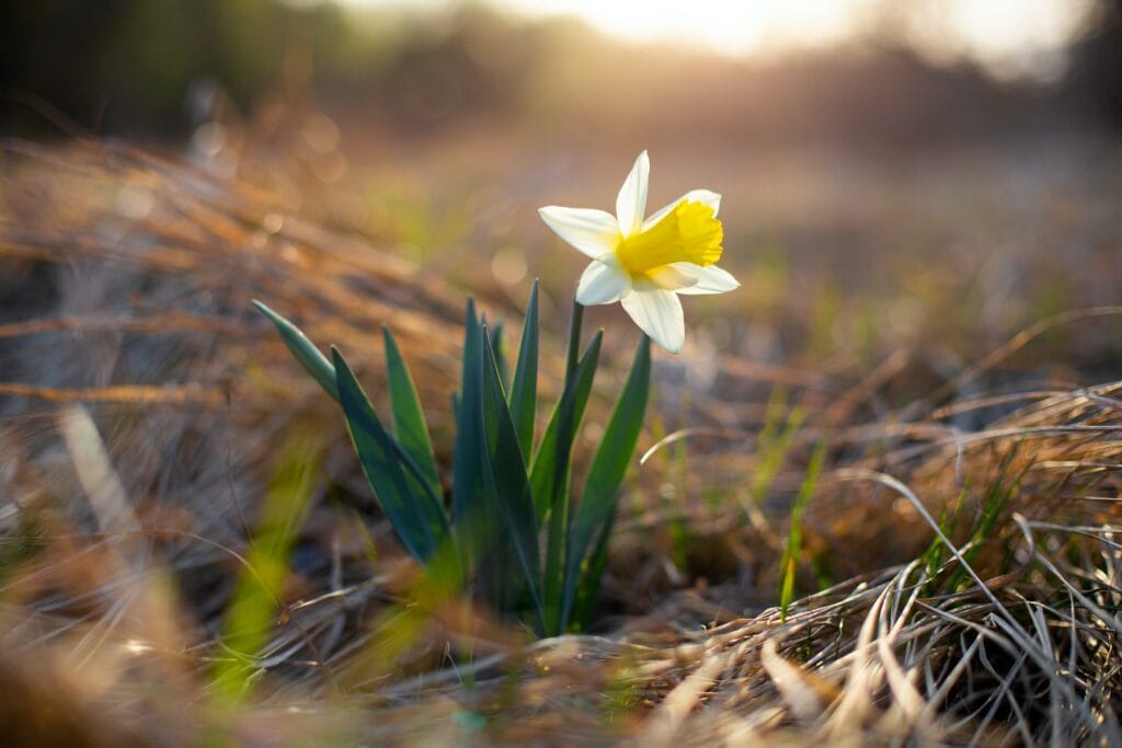 daffodil