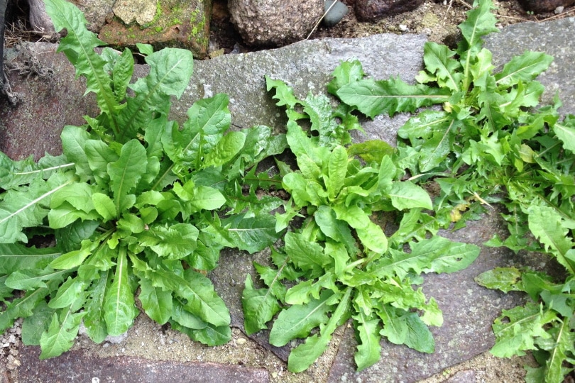 dandelion weeds on pathway