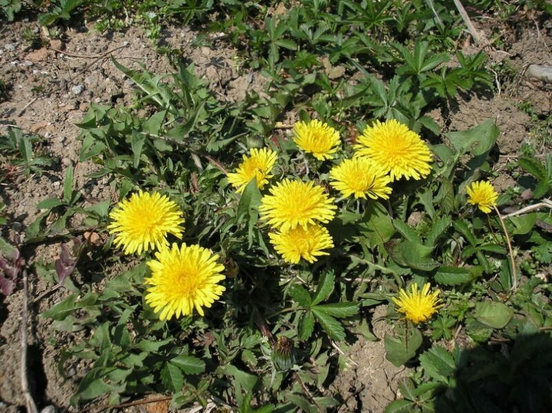 dandelion weeds