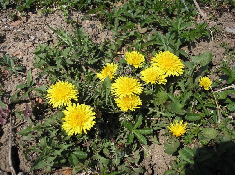 dandelion weeds