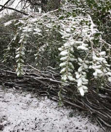 diy rustic wattle fence