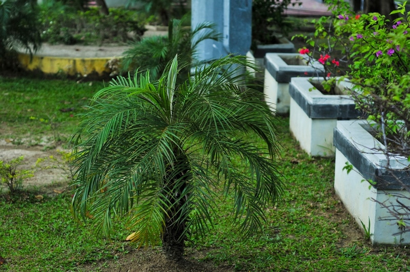 dwaft date palm