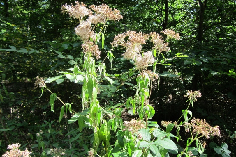 eupatorium Flower