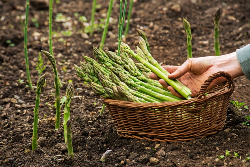 farmer harvesting asparagus