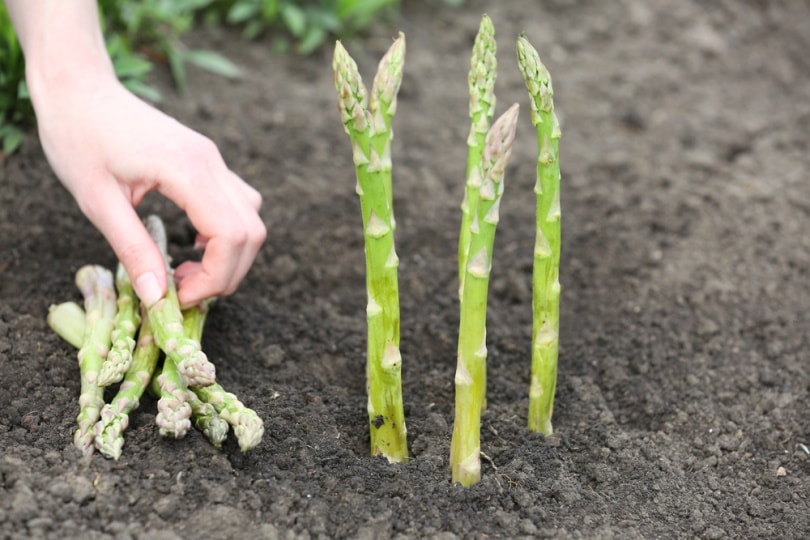 farmer planting asparagus_Africa