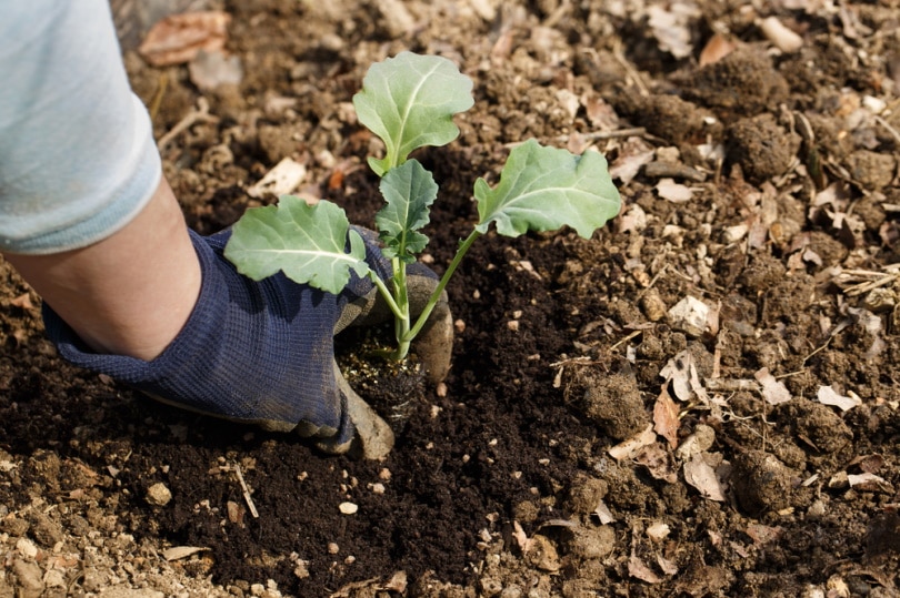farmer planting broccoli