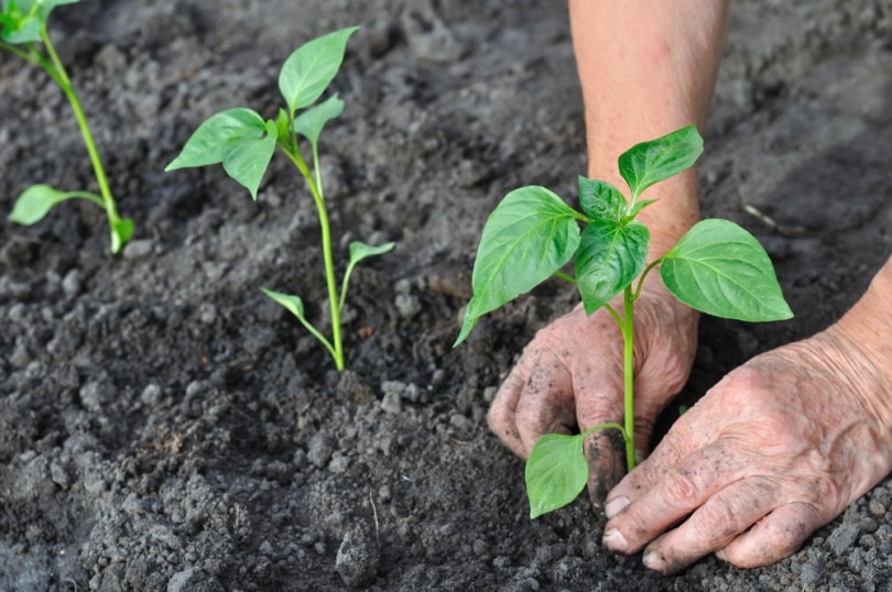 farmer planting pepper