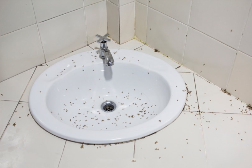 flies in the bathroom sink