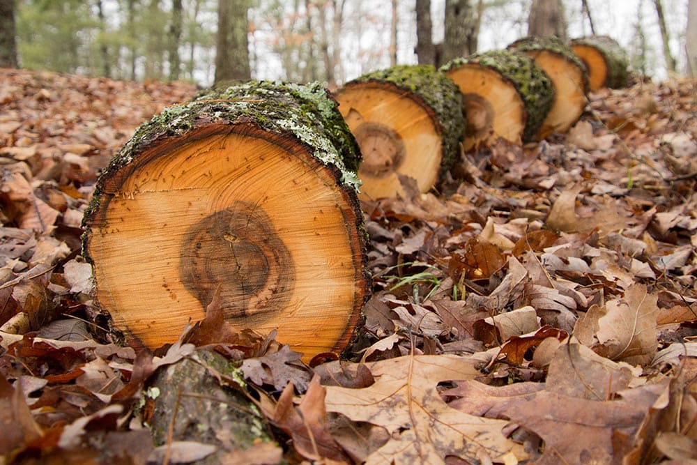 Freshly Chopped Hickory Tree