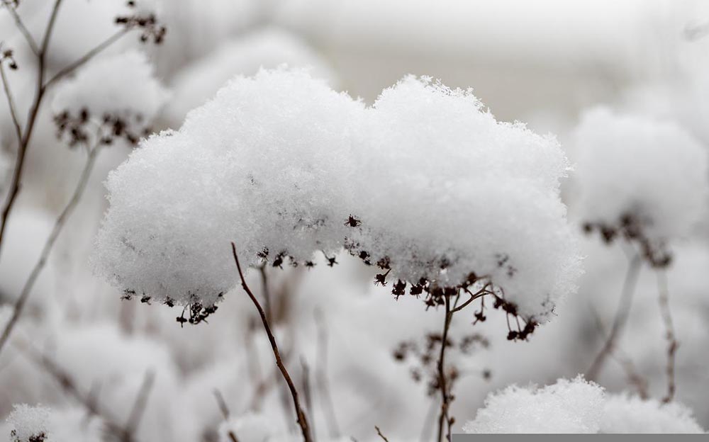 frozen weeds due to snow
