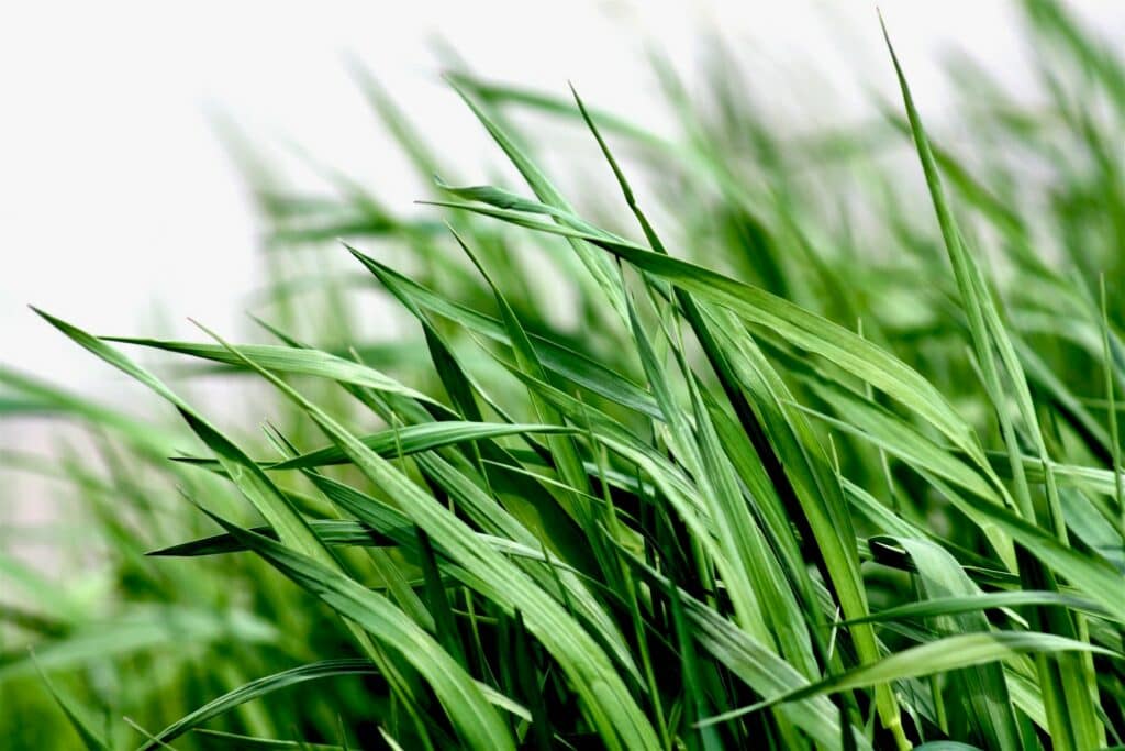 grass close up photo