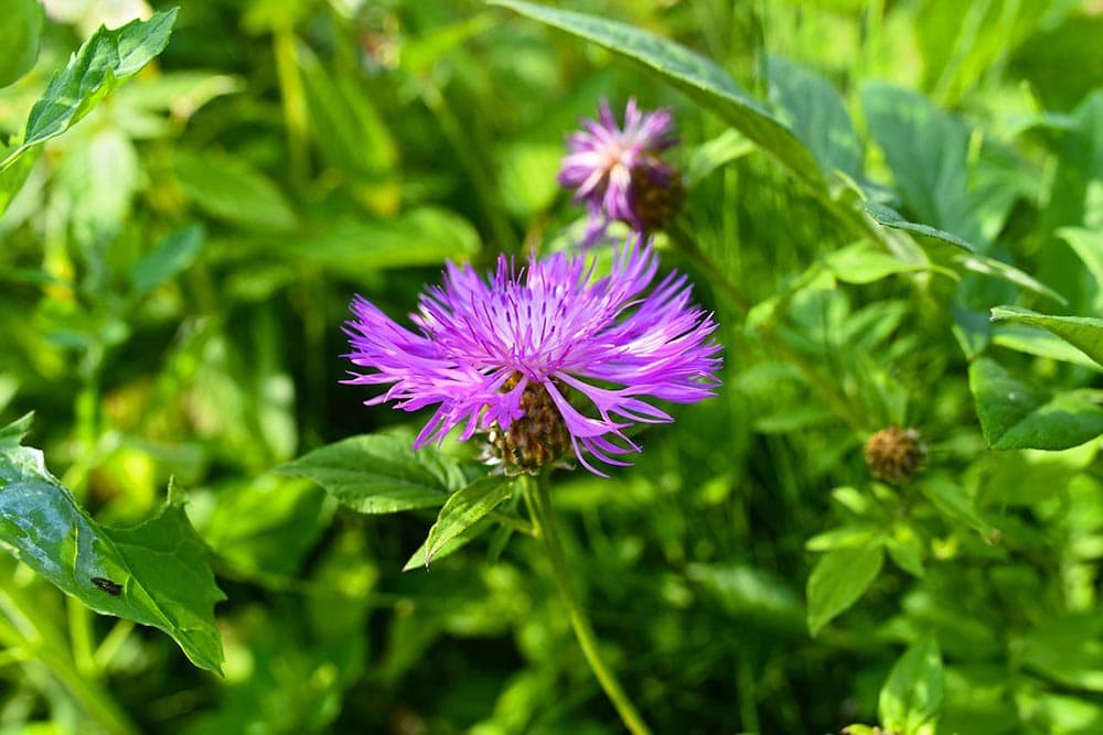 greater knapweed up close