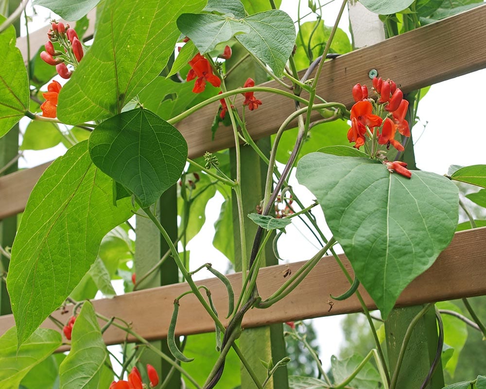green beans growing on trellis