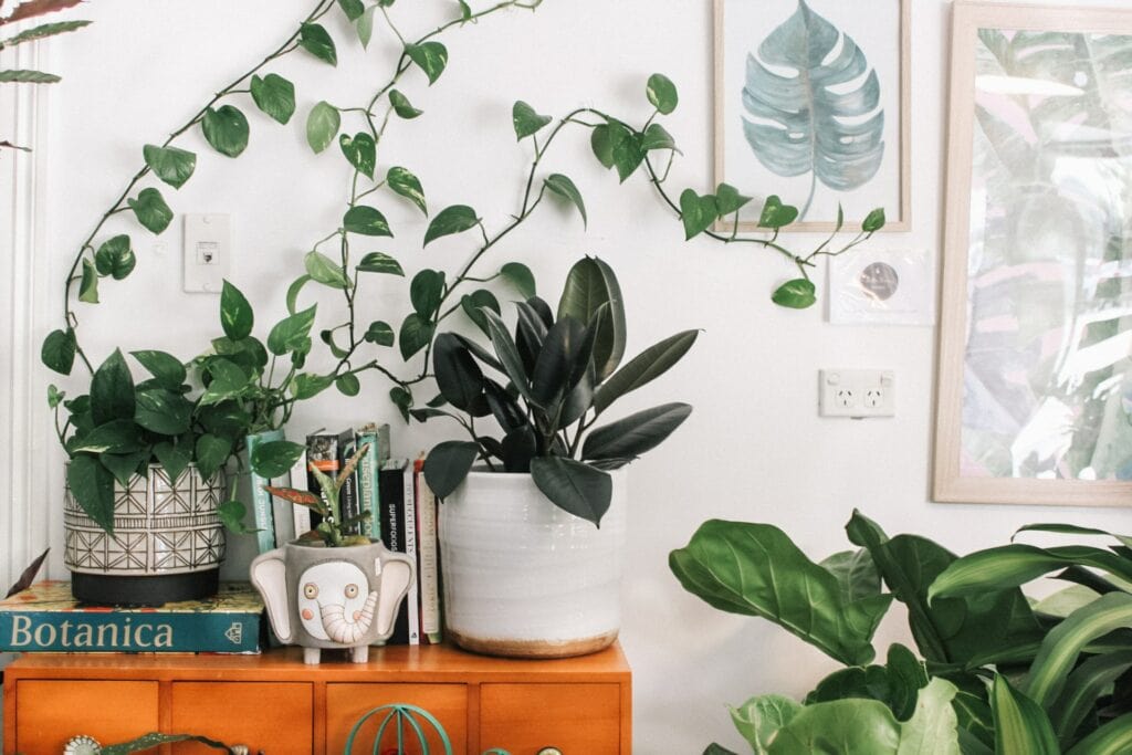 green leafted plant photo