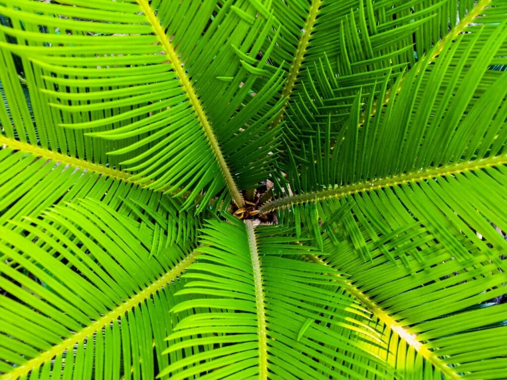 green palm leaves