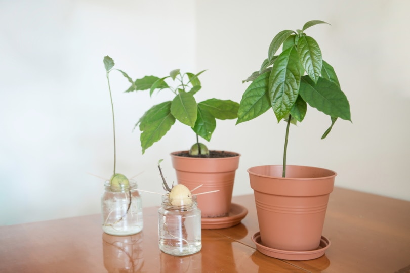 growing avocado seed