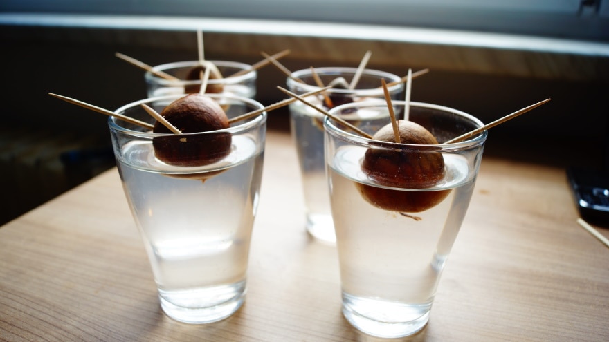 growing avocado seeds