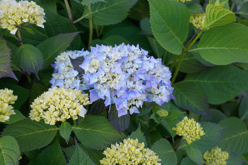 japanese climbing hydrangea