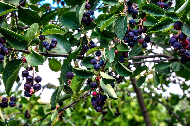 juneberry