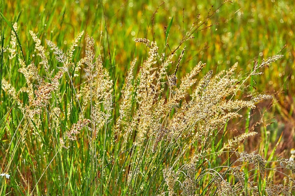Junegrass_Best Photo Studio_Shutterstock