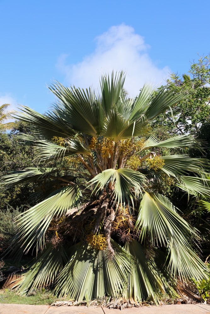 loulo palm