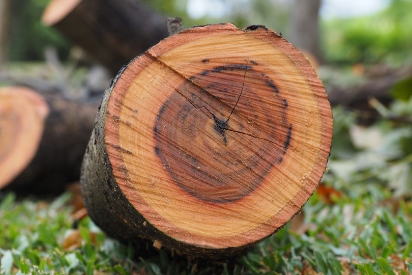 mahogany log