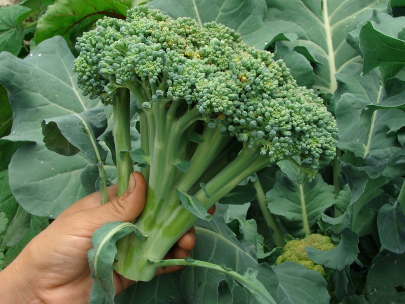 man harvesting broccoli