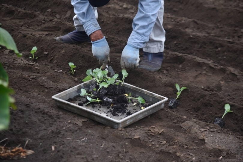 man planting broccoli